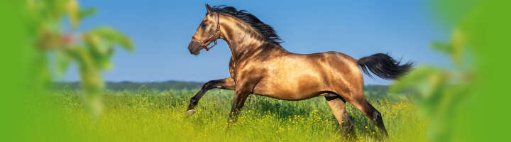 oel fuer pferde kategorieeinstiegsbanner